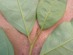 Angiospermae