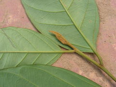 Angiospermae