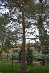 Pinus brutia eldarica