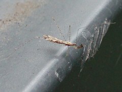 Empicoris vagabundus