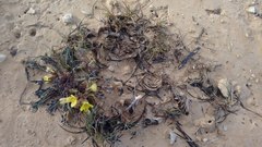 Brassica repanda saxatilis