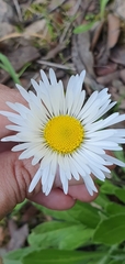 Bellis sylvestris