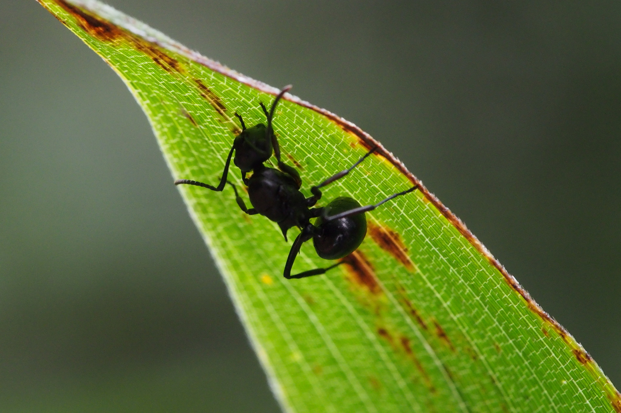 Polyrhachis moesta