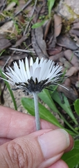 Bellis sylvestris