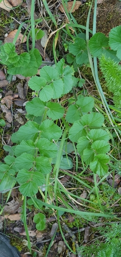 Pimpinella lutea image