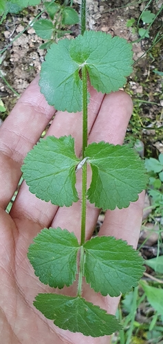 Image of Pimpinella lutea by (c) Mehdi Chetibi, some rights reserved (CC BY)