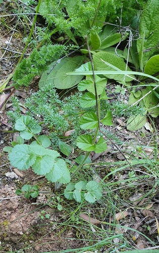 Image of Pimpinella lutea by (c) Mehdi Chetibi, some rights reserved (CC BY)