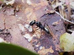 Odontomachus