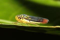 Dilobopterus costalimai