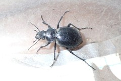 Calosoma luxatum