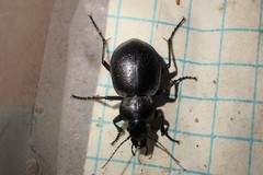 Calosoma luxatum
