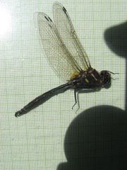 Somatochlora hineana