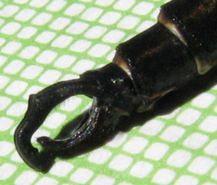 Somatochlora hineana