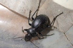 Calosoma luxatum