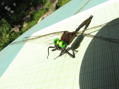 Somatochlora hineana