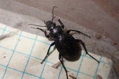 Calosoma luxatum