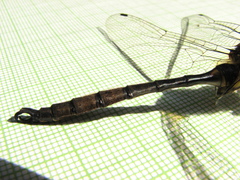 Somatochlora hineana