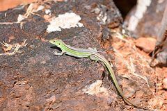 Cnemidophorus cryptus