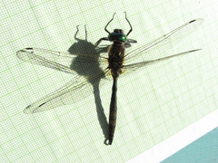 Somatochlora hineana