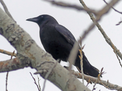 Corvus brachyrhynchos