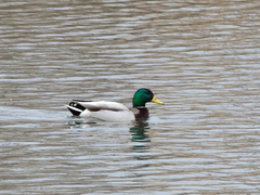 Anas platyrhynchos