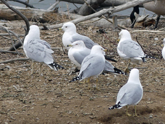 Larus delawarensis