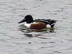 Spatula clypeata