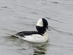 Bucephala albeola