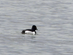 Aythya collaris