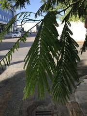 Delonix regia