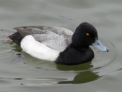 Aythya affinis