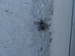 Ceutorhynchus pallidactylus