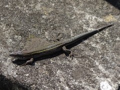 Podarcis carbonelli carbonelli