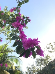 Bougainvillea