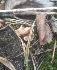 Gyromitra