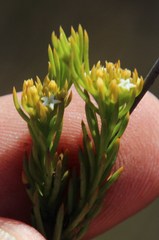 Thesium capitatum
