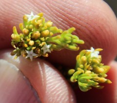 Thesium capitatum