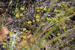 Thesium capitatum