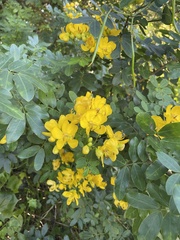 Senna pendula glabrata