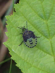 Palomena prasina