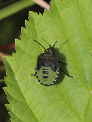 Palomena prasina