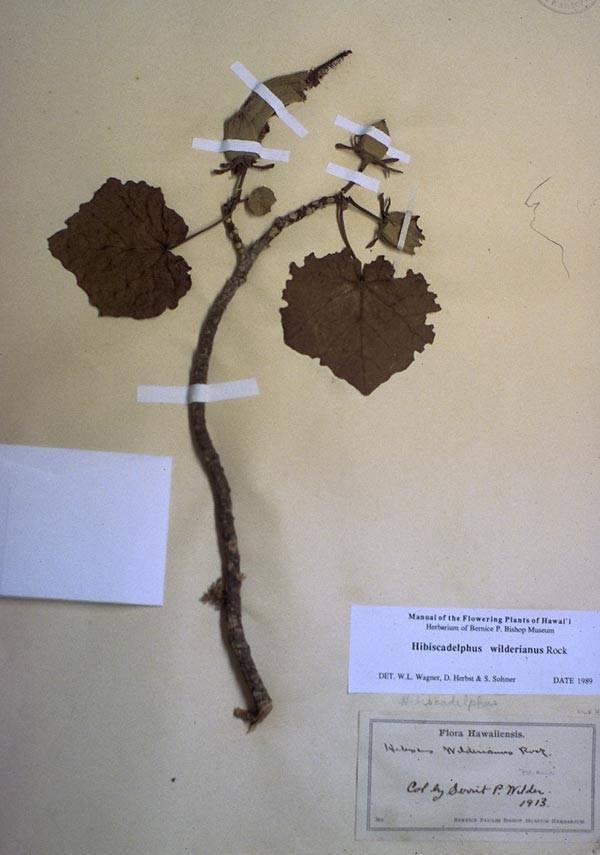 Hibiscadelphus wilderianus