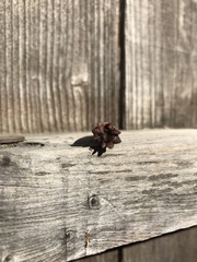 Elgaria multicarinata