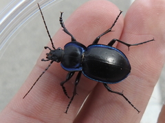 Carabus finitimus