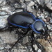 Carabus finitimus - Photo (c) Sam Kieschnick, some rights reserved (CC BY), uploaded by Sam Kieschnick