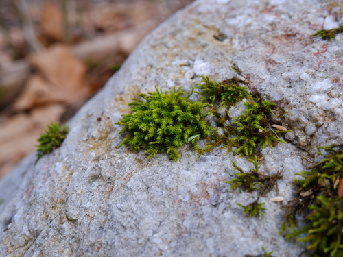Willow Crest Trail