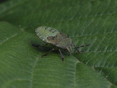 Palomena prasina