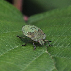 Palomena prasina