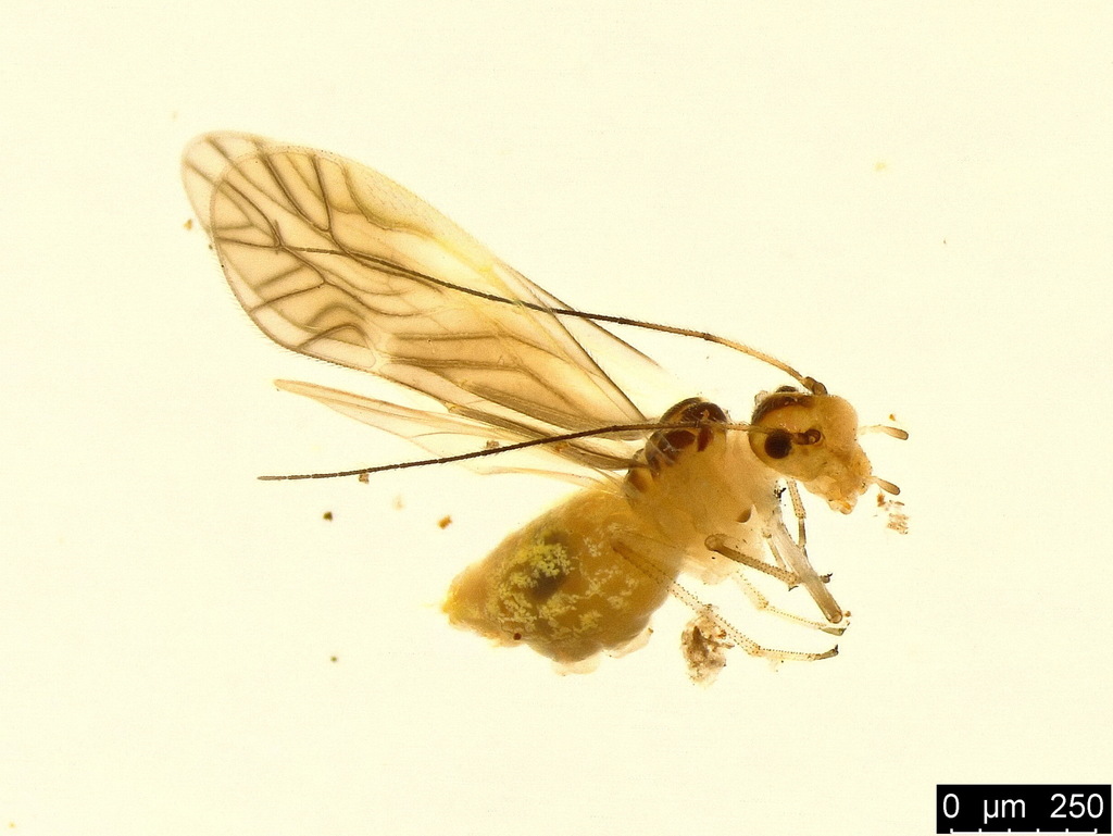 Yellow Barklouse