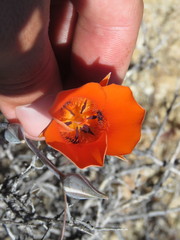 Calochortus kennedyi